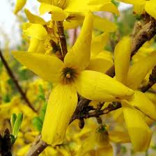 Attēlu rezultāti vaicājumam “Forsythia suspensa flower”