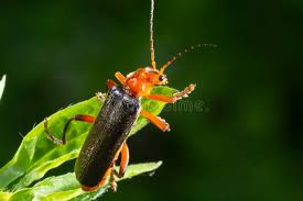 Attēlu rezultāti vaicājumam “Cantharis livida”