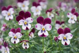 Attēlu rezultāti vaicājumam “Viola palustris flower”