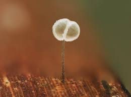 Attēlu rezultāti vaicājumam “Ophiotheca chrysosperma macro”