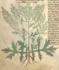 Image result for Artemisia vulgaris