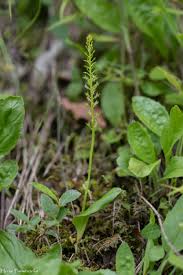 Attēlu rezultāti vaicājumam “Malaxis monophyllos leaf”