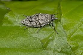 Attēlu rezultāti vaicājumam “Diurnea fagella”