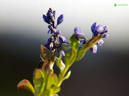 Attēlu rezultāti vaicājumam “Polygala amarella”