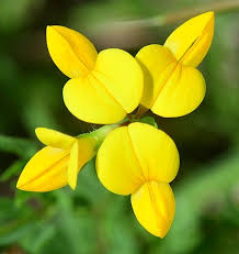 Attēlu rezultāti vaicājumam “Lotus corniculatus flower”