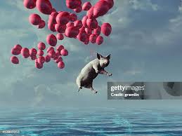 Image result for flying pigs