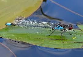 Attēlu rezultāti vaicājumam “Erythromma najas”