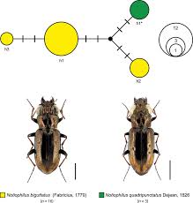 Attēlu rezultāti vaicājumam “Notiophilus biguttatus”