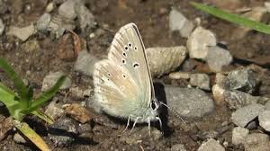 Attēlu rezultāti vaicājumam “Aricia artaxerxes  male”
