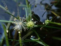 Attēlu rezultāti vaicājumam “Sparganium minimum”