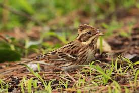 Image result for Emberiza rustica