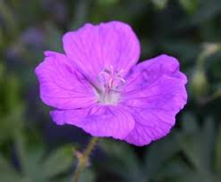 Attēlu rezultāti vaicājumam “Geranium sanguineum”