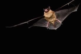 Attēlu rezultāti vaicājumam “Eptesicus serotinus”