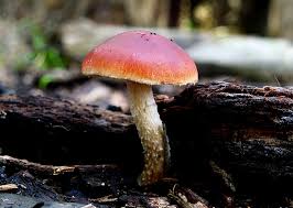 Attēlu rezultāti vaicājumam “Crepidotus versutus”