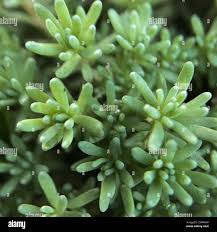 Attēlu rezultāti vaicājumam “Sedum pallidum leaf”
