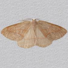 Attēlu rezultāti vaicājumam “Hylaea fasciaria”