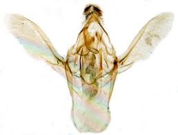 Attēlu rezultāti vaicājumam “Zophodia grossulariella”