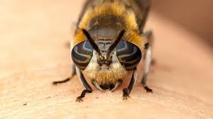 Attēlu rezultāti vaicājumam “Heptatoma pellucens”