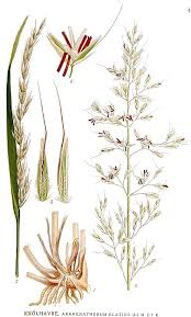 Attēlu rezultāti vaicājumam “Arrhenatherum elatius”