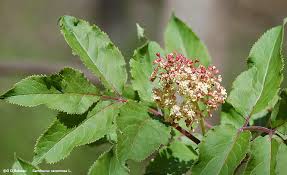 Attēlu rezultāti vaicājumam “Sambucus racemosa leaf”