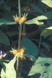 Attēlu rezultāti vaicājumam “Trifolium montanum fruit”