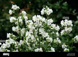 Image result for Polemonium coeruleum album