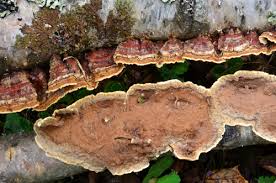 Attēlu rezultāti vaicājumam “Hymenochaete rubiginosa”