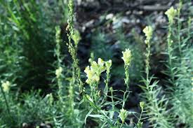 Attēlu rezultāti vaicājumam “Linaria loeselii bud”