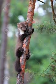 Attēlu rezultāti vaicājumam “Martes foina”