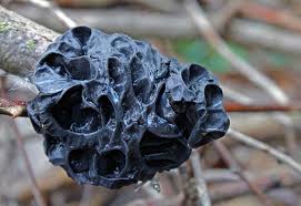 Attēlu rezultāti vaicājumam “Exidia glandulosa”