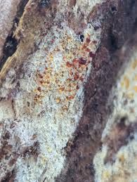 Attēlu rezultāti vaicājumam “Coniophora puteana”