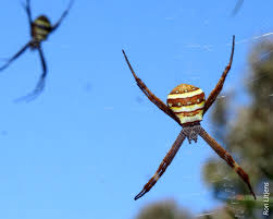 Image result for st andrews cross spider