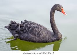 Attēlu rezultāti vaicājumam “Cygnus atratus”