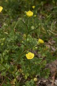 Attēlu rezultāti vaicājumam “Ranunculus bulbosus flower”