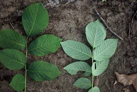 Attēlu rezultāti vaicājumam “Cladrastis kentukea leaf”