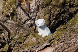 Attēlu rezultāti vaicājumam “Mustela erminea adult”