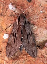 Attēlu rezultāti vaicājumam “Sphinx pinastri”