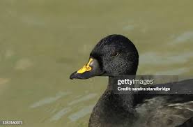 Attēlu rezultāti vaicājumam “Melanitta nigra male”
