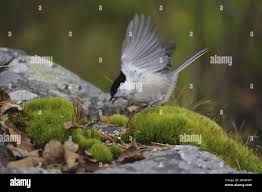 Attēlu rezultāti vaicājumam “Poecile montanus”