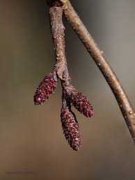 Attēlu rezultāti vaicājumam “Alnus incana female flower”