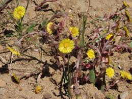 Attēlu rezultāti vaicājumam “Tussilago farfara fruit”