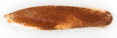 Attēlu rezultāti vaicājumam “Argyresthia albistria”