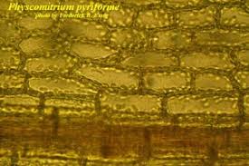 Attēlu rezultāti vaicājumam “Physcomitrium pyriforme”