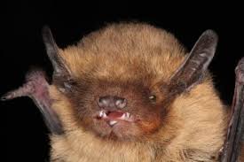 Attēlu rezultāti vaicājumam “Pipistrellus pygmaeus”