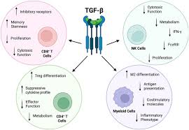 Image result for egedal tehron