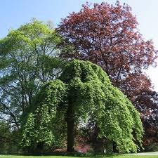 Attēlu rezultāti vaicājumam “Ulmus glabra leaf”