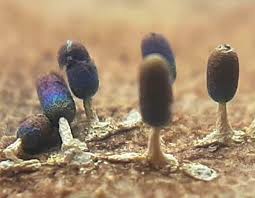 Attēlu rezultāti vaicājumam “Didymiaceae”