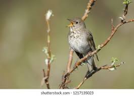 Image result for Catharus minimus