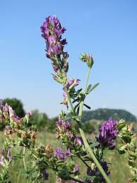 Attēlu rezultāti vaicājumam “Medicago x varia  leaf”