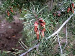 Attēlu rezultāti vaicājumam “Pseudotsuga menziesii fruit”